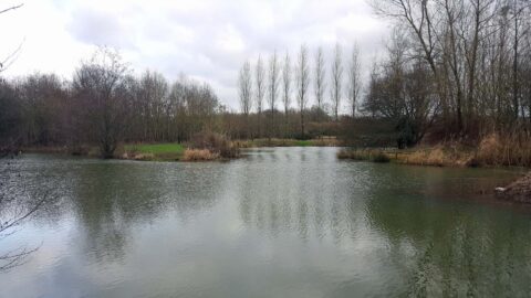 Spring Lake, Mappowder – Please note: Anglers must not cross or fish under the willow that is leaning precariously over the disabled swim